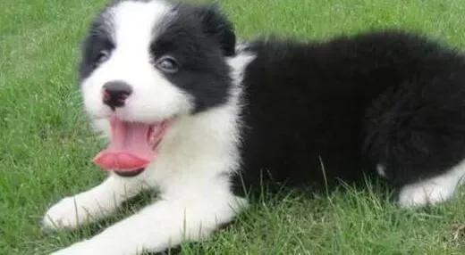 边境牧羊犬|边境牧羊犬注射驱虫的剂量和用法