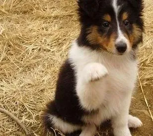 喜乐蒂|喜乐蒂犬眼睛有点发炎应怎么办