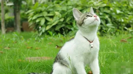 如何给母猫避孕  给猫咪施行绝育手术 | 猫