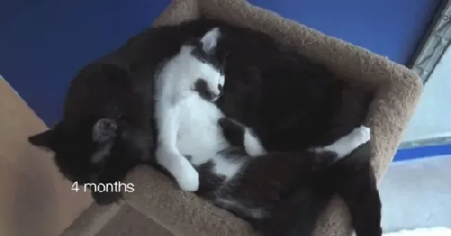 猫咪兄弟档感情超好 放弃猫搭台也要窝一起 | 猫