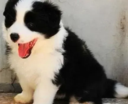 边境牧羊犬|边境牧羊犬的营养需求——肉类