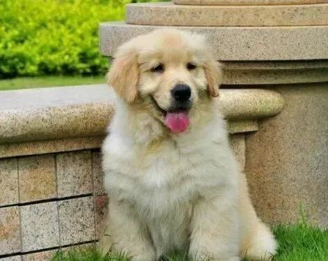 金毛|公开讲解金毛犬训练失败的四大原因