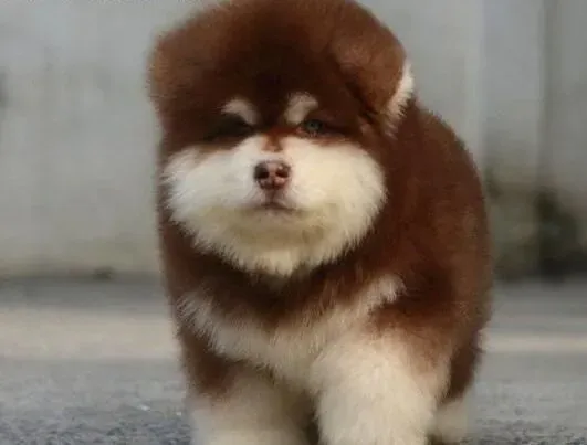 阿拉斯加犬|治疗阿拉斯加犬腹积水的简单方法