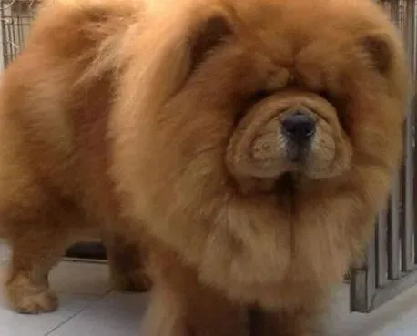 松狮犬|松狮犬的运动量是多少及怎样进行训练