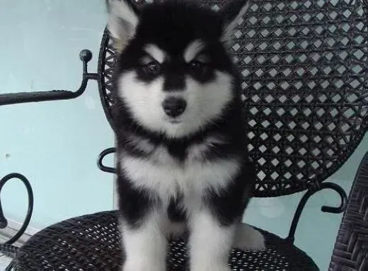 阿拉斯加犬|健康护理我选择 如何护理阿拉斯加犬的毛发