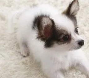蝴蝶犬|蝴蝶犬轻度瘫痪的原因及治疗方法