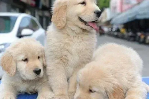 金毛|金毛犬简单的服从训练的方法介绍