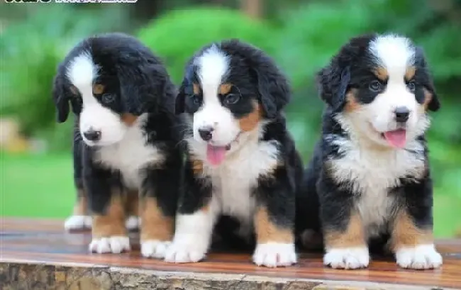 伯恩山犬|伯恩山犬适合的饮食种类有哪些