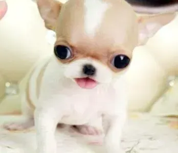 吉娃娃|怎样在环境改变后更好的照顾吉娃娃