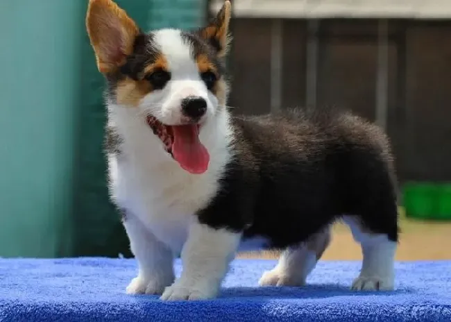 柯基犬|柯基犬睡觉期间总哆嗦，全身发抖这是怎么了