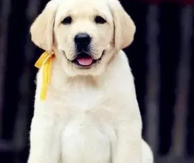 拉布拉多|这样训练拉布拉多犬最科学