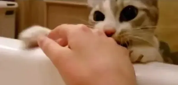 你在哪里干什么呀？ 猫奴泡澡时喵星人超紧张 | 猫