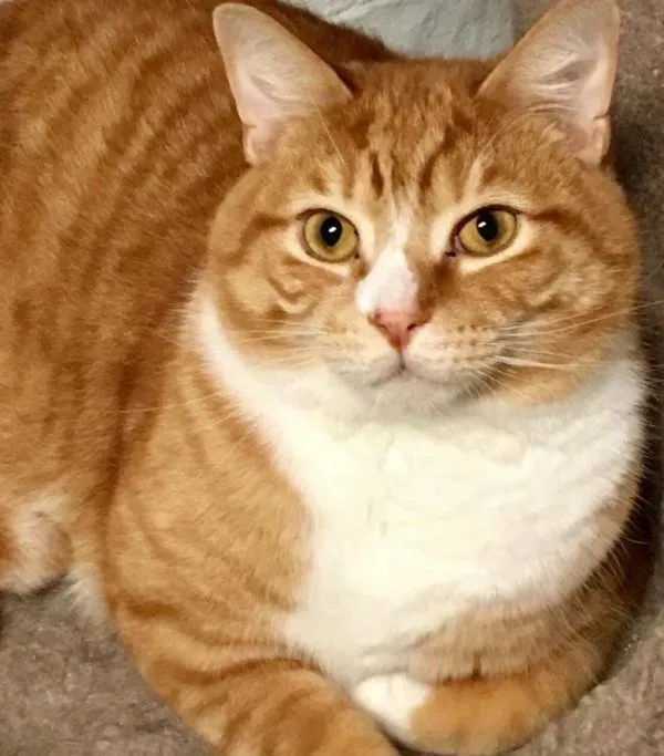 超委屈！三岁橘猫因为太粘人 惨遭主人弃养 | 猫