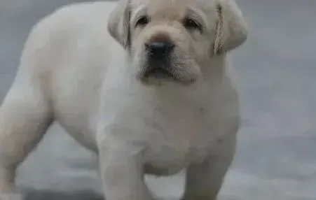 拉布拉多|如何制定给拉布拉多犬减肥的合理计划