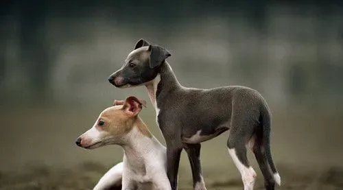 怎么样训练灵缇回叼 要给予狗狗食物奖励 | 灵缇犬