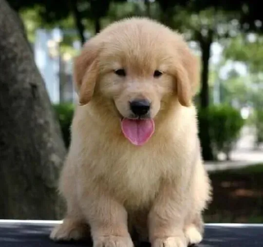 金毛|喂养金毛犬的过程中主人们常犯哪些错误