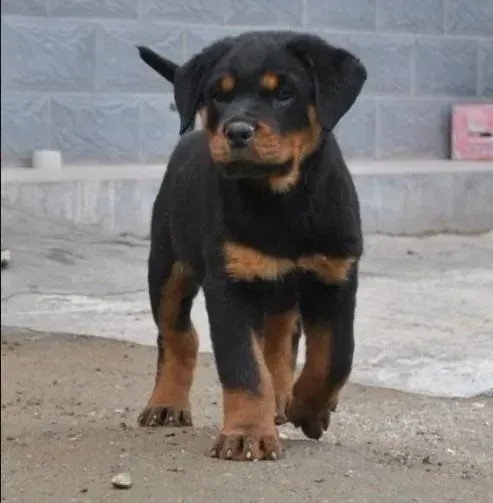 罗威纳犬|夏天蚊子多如何帮助罗威纳犬驱蚊呢 哪种灭蚊好一些