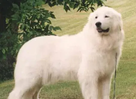 大白熊幼犬多少钱一只 该犬性格温顺 | 大白熊