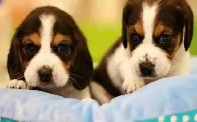 比格犬|我家比格犬吃狗粮都不嚼对它的消化有影响吗