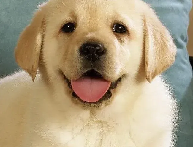 拉布拉多|清理小卫生告诉你怎样给拉布拉多犬洗脸