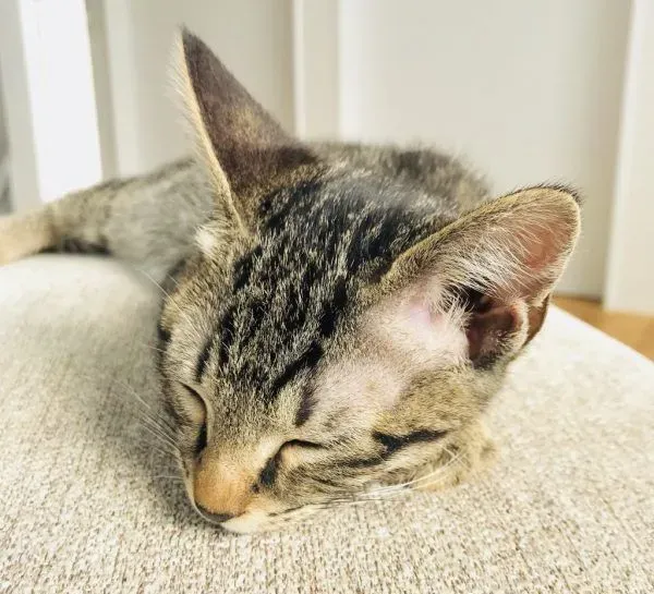 想要跟猫主子一起上班 现实根本不是一回事啊 | 猫
