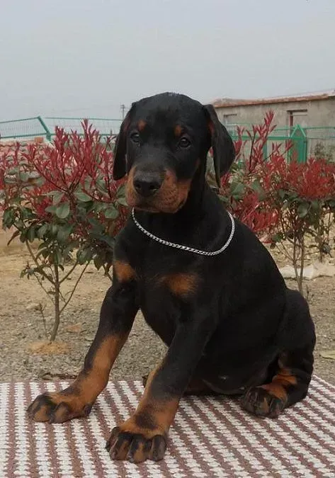 杜宾犬|想要给杜宾犬驱虫应该吃什么药好