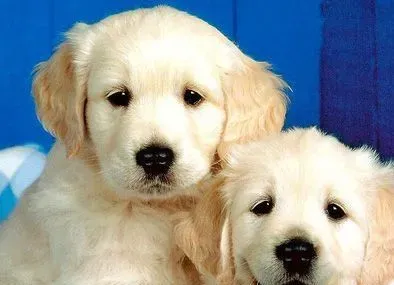 狗狗身上有皮癣掉毛  尽早确诊治疗 | 狗狗养护