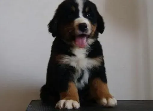伯恩山犬|哪种狗链最适合伯恩山犬