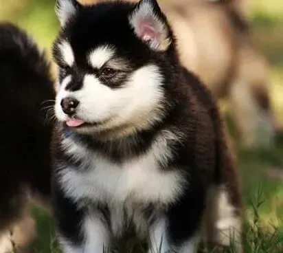 阿拉斯加犬|阿拉斯加犬感冒拉血水，打针不见效怎么办