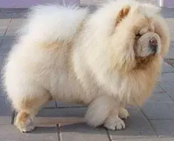 松狮犬|读懂狗狗爱的信号 解释松狮犬发情期的几种表现