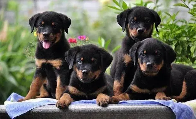罗威纳犬|解决罗威纳犬肥胖之根本方法