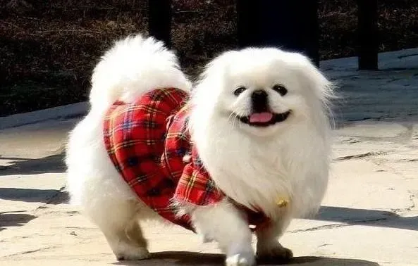 京巴狗|处理京巴犬脱落的毛发的家庭小窍门