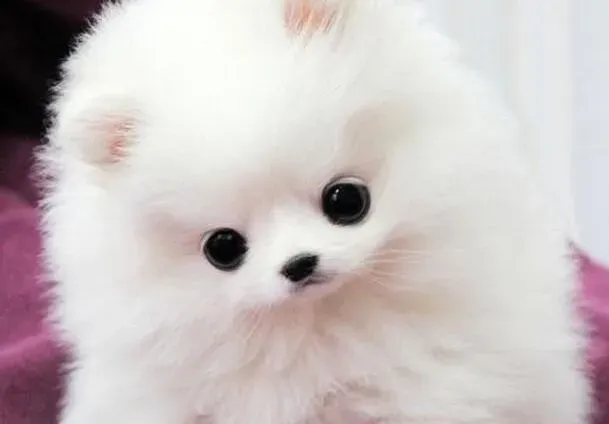 博美犬|饲养博美犬时主人不可忽视的工作