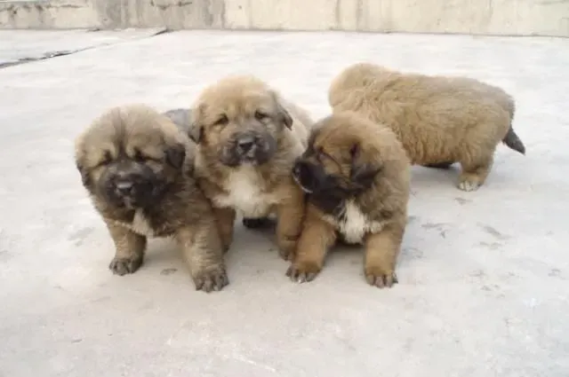 高加索犬食量大不大 带你了解比藏獒还要大的犬 | 高加索犬