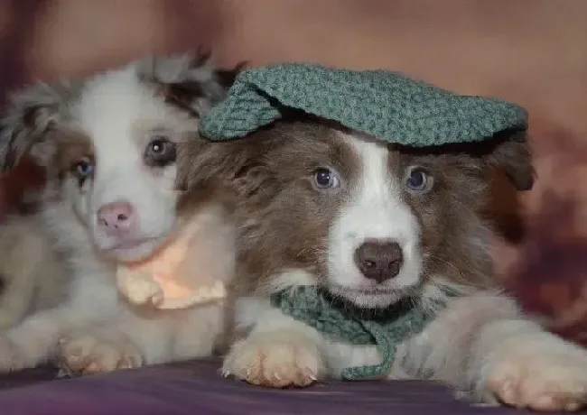 边境牧羊犬|教你如何矫正边境牧羊犬游戏时爱咬人的坏习惯