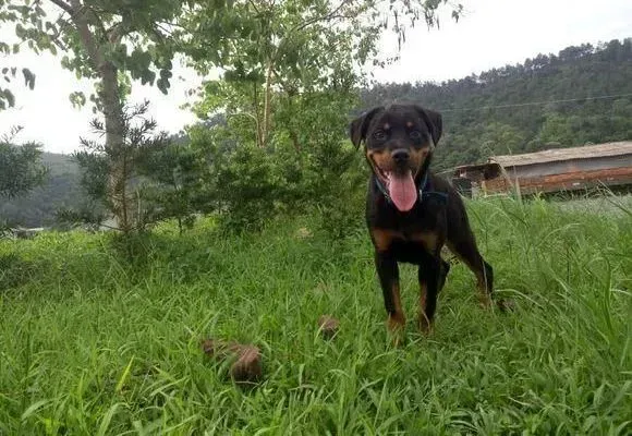 罗威纳犬|主人的教育决定罗威纳犬性格的好坏
