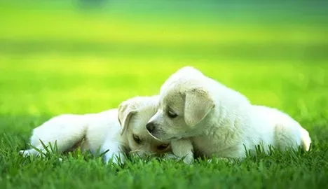 怎样训练狗狗随行 唤犬名引起犬的注意 | 狗