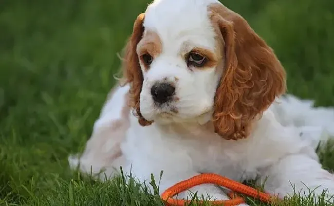 可卡犬|如何好生照顾可卡犬平时的生活