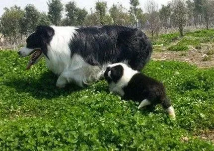 边境牧羊犬|怎样才能阻止边境牧羊犬的肆意吠叫