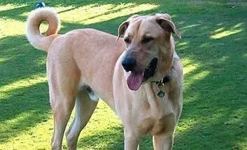 安娜图牧羊犬的日常护理 常给狗狗梳理体毛 | 安娜图牧羊犬