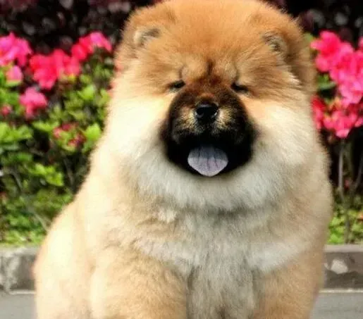 松狮犬|狗狗技能培训之如何让松狮犬轻松学会作揖