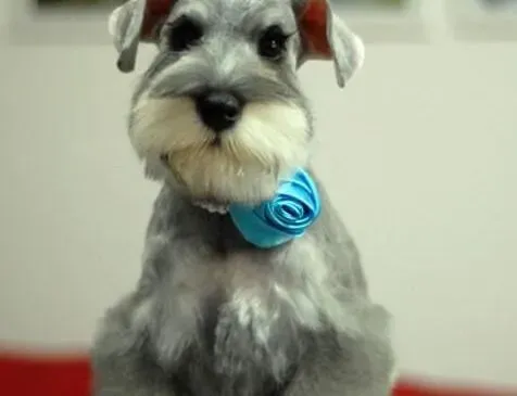 雪纳瑞|怎样给雪纳瑞幼犬提供安全优质的生活环境