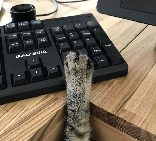 想要跟猫主子一起上班 现实根本不是一回事啊 | 猫
