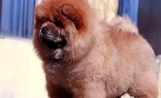 松狮犬|年老松狮犬不宜吃太多奶制品的原因