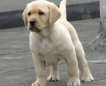 拉布拉多|拉布拉多犬最近后腿无力是什么问题
