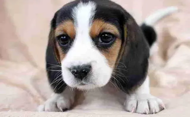 比格犬|训练比格犬可供大家采纳的好建议