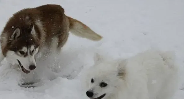 爱斯基摩犬的特点 人类的得力助手 | 爱斯基摩犬