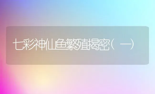七彩神仙鱼繁殖揭密(一) | 鱼类宠物