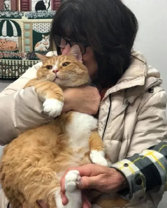 超委屈！三岁橘猫因为太粘人 惨遭主人弃养 | 猫