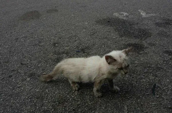 街头浪喵被好心男子收编 成功蜕变绝世美猫 | 猫